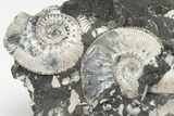 Jurassic Ammonite (Kosmoceras) Cluster - England #207747-1